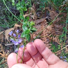 Comesperma volubile at Broulee, NSW - 21 Sep 2024