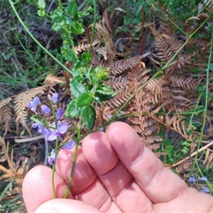 Comesperma volubile at Broulee, NSW - 21 Sep 2024