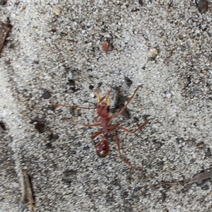 Myrmecia gulosa at Broulee, NSW - 21 Sep 2024 03:00 PM