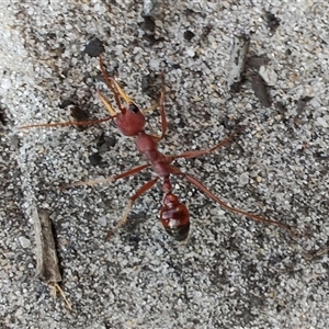 Myrmecia gulosa at Broulee, NSW - 21 Sep 2024 03:00 PM