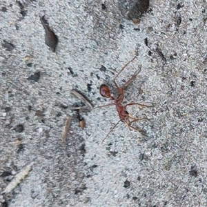 Myrmecia gulosa at Broulee, NSW - 21 Sep 2024 03:00 PM