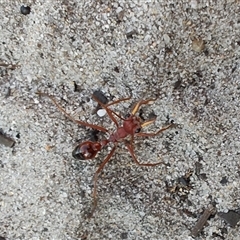 Myrmecia gulosa at Broulee, NSW - 21 Sep 2024 03:00 PM