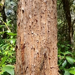 Eucalyptus microcorys at Myrtle Creek, NSW - 22 Sep 2024 by Bungybird