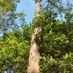 Unverified at suppressed - suppressed