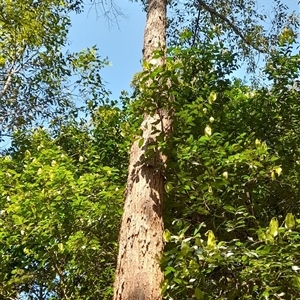 Unverified at suppressed - suppressed