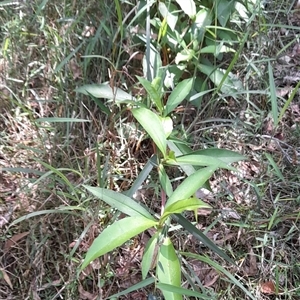 Hibbertia scandens at Myrtle Creek, NSW - 22 Sep 2024 11:17 AM