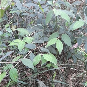 Rhodamnia rubescens at Myrtle Creek, NSW - suppressed