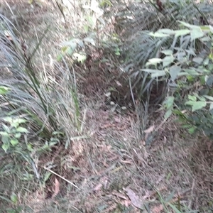 Rhodamnia rubescens at Myrtle Creek, NSW - suppressed