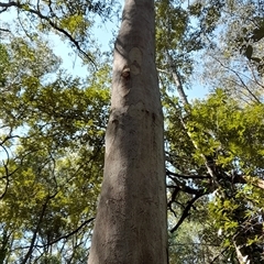 Eucalyptus tereticornis at Gibberagee, NSW - 22 Sep 2024 by Bungybird