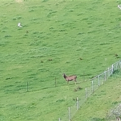 Cervidae (family) (Deer (unknown species)) at Lake Hume Village, NSW - 21 Sep 2024 by RobCook