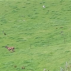 Cervidae (family) at Lake Hume Village, NSW - 21 Sep 2024 09:56 AM
