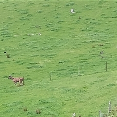 Cervidae (family) at Lake Hume Village, NSW - 21 Sep 2024