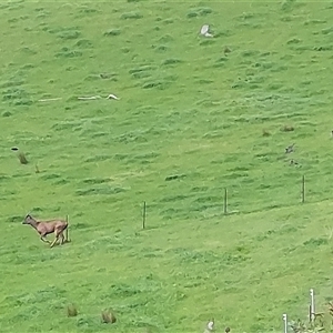 Cervidae (family) at Lake Hume Village, NSW - 21 Sep 2024