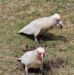 Cacatua tenuirostris (Long-billed Corella) at West Beach, SA - 22 Sep 2024 by atticus