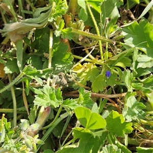 Erodium crinitum at Hawker, ACT - 21 Sep 2024 02:48 PM