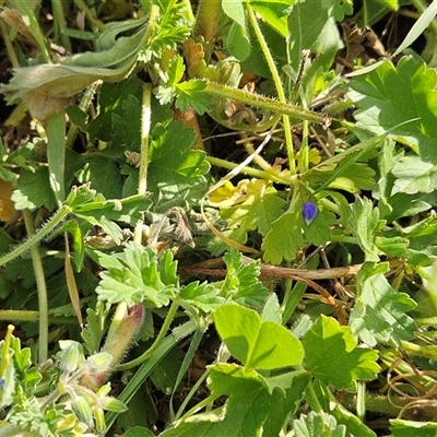 Erodium crinitum (Native Crowfoot) at Hawker, ACT - 21 Sep 2024 by sangio7