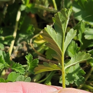 Erodium crinitum at Hawker, ACT - 21 Sep 2024 02:48 PM