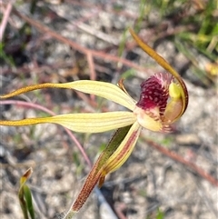 Caladenia sp. at Stirling Range National Park, WA - 22 Sep 2023 by NedJohnston