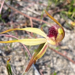 Caladenia sp. at Stirling Range National Park, WA by NedJohnston