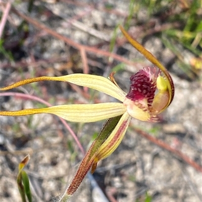 Caladenia longiclavata (Clubbed Spider Orchid) at Stirling Range National Park, WA - 22 Sep 2023 by NedJohnston
