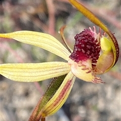 Caladenia longiclavata at Stirling Range National Park, WA - suppressed
