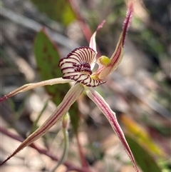 Caladenia x ericksoniae at Stirling Range National Park, WA - 22 Sep 2023 by NedJohnston