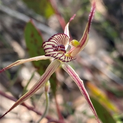 Caladenia x ericksoniae (Prisoner Orchid) by NedJohnston