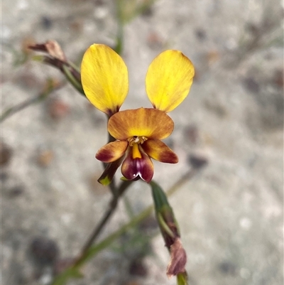 Diuris corymbosa (Common Donkey Orchid) at Stirling Range National Park, WA - 22 Sep 2023 by NedJohnston