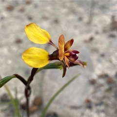 Diuris corymbosa at Stirling Range National Park, WA - suppressed