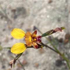 Diuris corymbosa at Stirling Range National Park, WA - suppressed