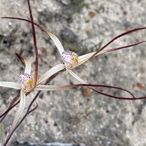 Caladenia sp. at Stirling Range National Park, WA by NedJohnston