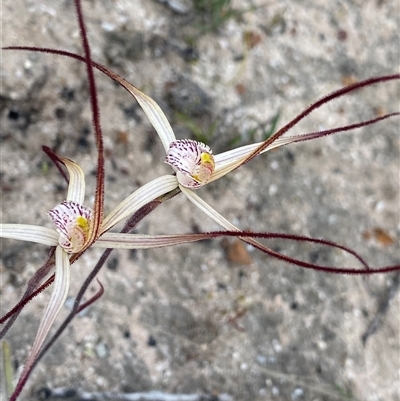 Caladenia polychroma (Joseph's Spider Orchid) at Stirling Range National Park, WA - 22 Sep 2023 by NedJohnston
