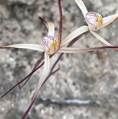 Caladenia polychroma at Stirling Range National Park, WA - suppressed