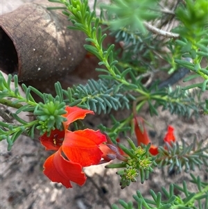 Unidentified Plant at Stirling Range National Park, WA by NedJohnston