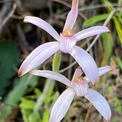 Caladenia hirta at Stirling Range National Park, WA - 22 Sep 2023 by NedJohnston