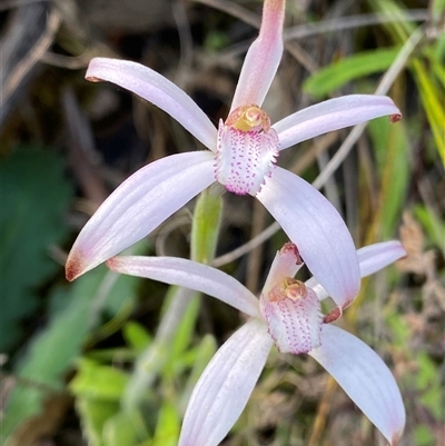 Caladenia hirta at Stirling Range National Park, WA - 22 Sep 2023 by NedJohnston