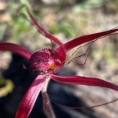 Caladenia filifera at Stirling Range National Park, WA - 22 Sep 2023 by NedJohnston