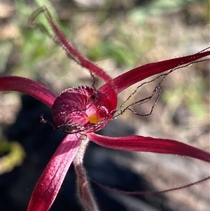 Caladenia filifera at Stirling Range National Park, WA - suppressed