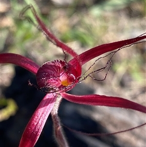 Caladenia filifera at Stirling Range National Park, WA by NedJohnston