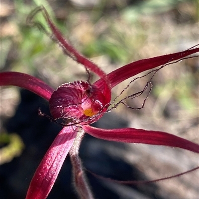Caladenia filifera (Blood Spider Orchid) at Stirling Range National Park, WA - 22 Sep 2023 by NedJohnston