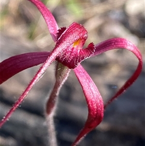 Caladenia filifera at Stirling Range National Park, WA - suppressed