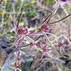 Caladenia sp. (hybrid) (Spider Orchid Hybrid) by NedJohnston