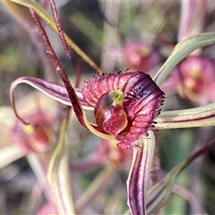 Caladenia sp. (hybrid) at suppressed - suppressed