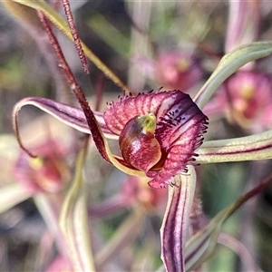 Caladenia sp. (hybrid) at suppressed - suppressed