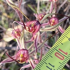 Caladenia sp. (hybrid) at suppressed - suppressed