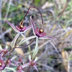 Caladenia sp. (hybrid) at suppressed - suppressed