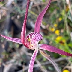 Caladenia footeana (Crimson Spider Orchid) at Stirling Range National Park, WA - 22 Sep 2023 by NedJohnston
