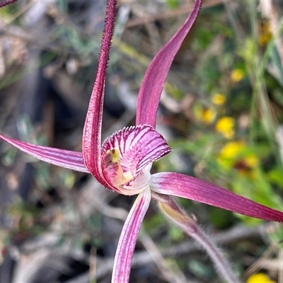 Caladenia sp. at Stirling Range National Park, WA - 22 Sep 2023 by NedJohnston