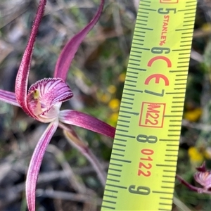 Caladenia footeana at Stirling Range National Park, WA - suppressed