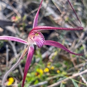 Caladenia footeana at Stirling Range National Park, WA - suppressed